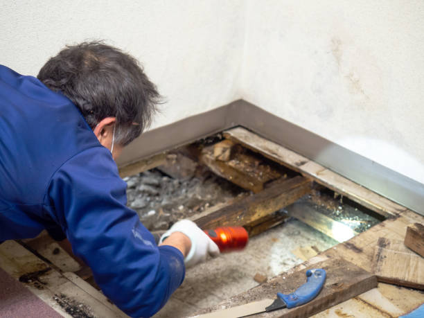 Best Best Mold Removal Companies  in Galliano, LA