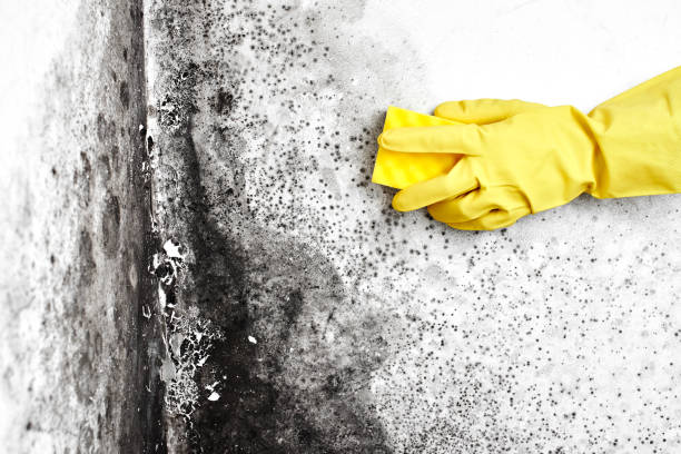 Best Professional Mold Removal  in Galliano, LA