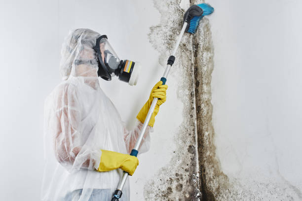 Best Black Mold Removal  in Galliano, LA