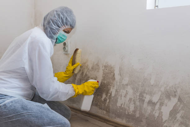 Best Certified Mold Removal  in Galliano, LA