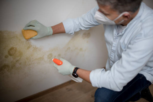 Attic Mold Removal in Galliano, LA
