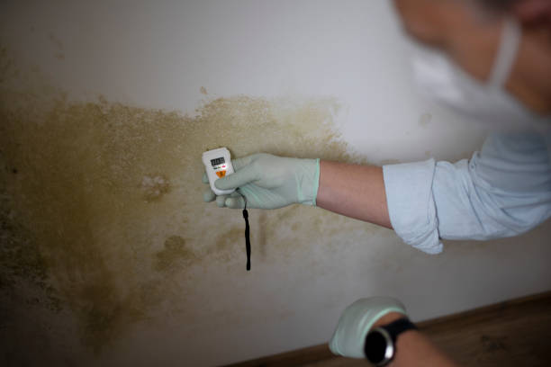 Best Same-Day Mold Removal  in Galliano, LA
