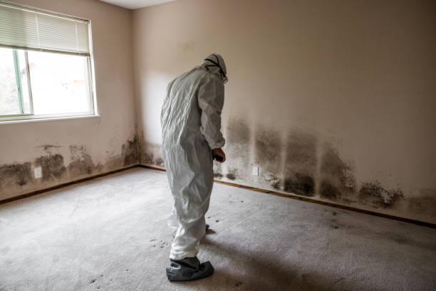 Reliable Galliano, LA Mold Removal Solutions