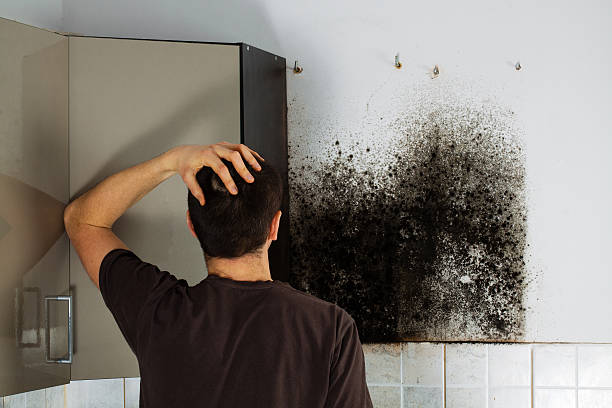 Mold Removal and Inspection in Galliano, LA