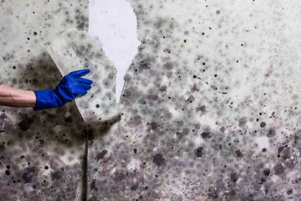 Best Residential Mold Removal  in Galliano, LA