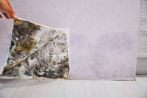 Best Office Mold Removal Services  in Galliano, LA